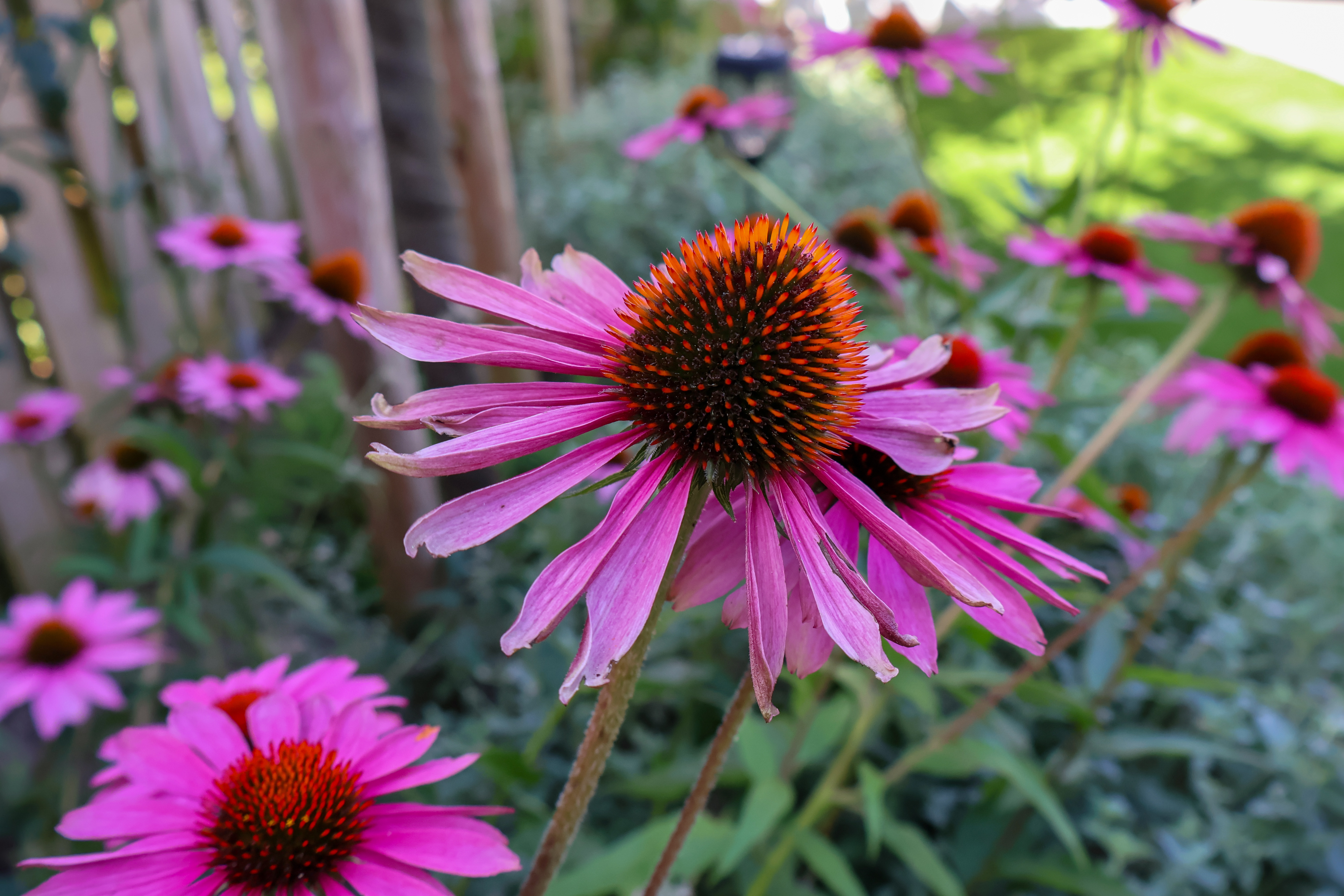 Tuinproject Stads-tuin — Randolfi Garden